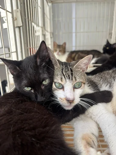 Gatos acomodados juntos em uma das baias da clínica.